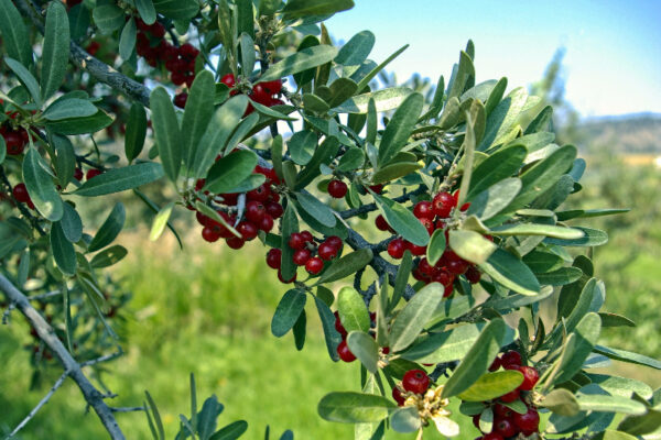 image of a silver buffalo berries