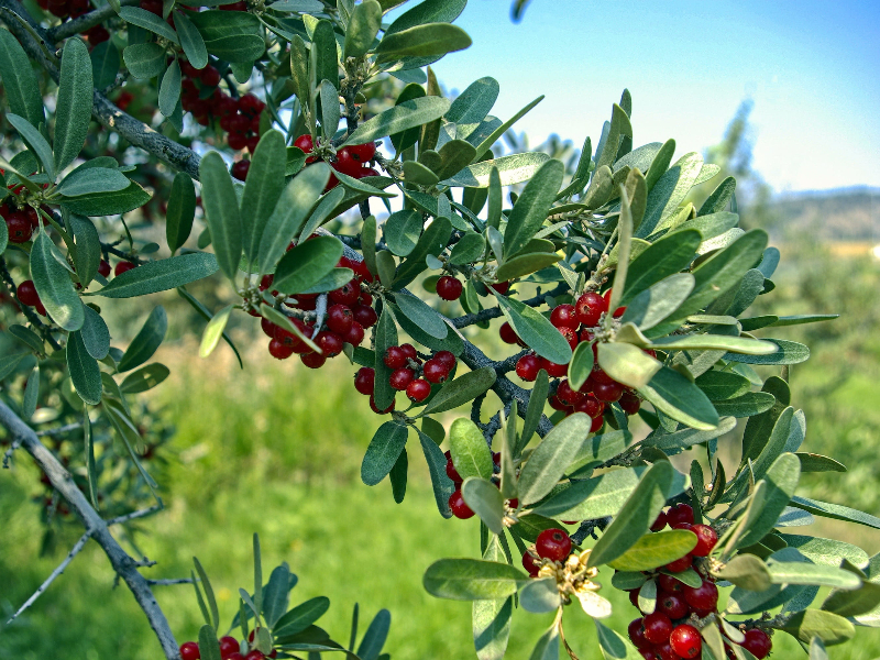 image of a silver buffalo berries