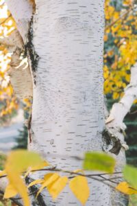 The trunk of a paper birch tree