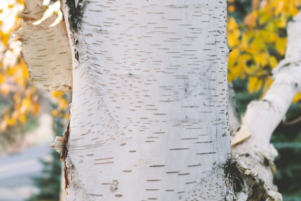 The trunk of a paper birch tree