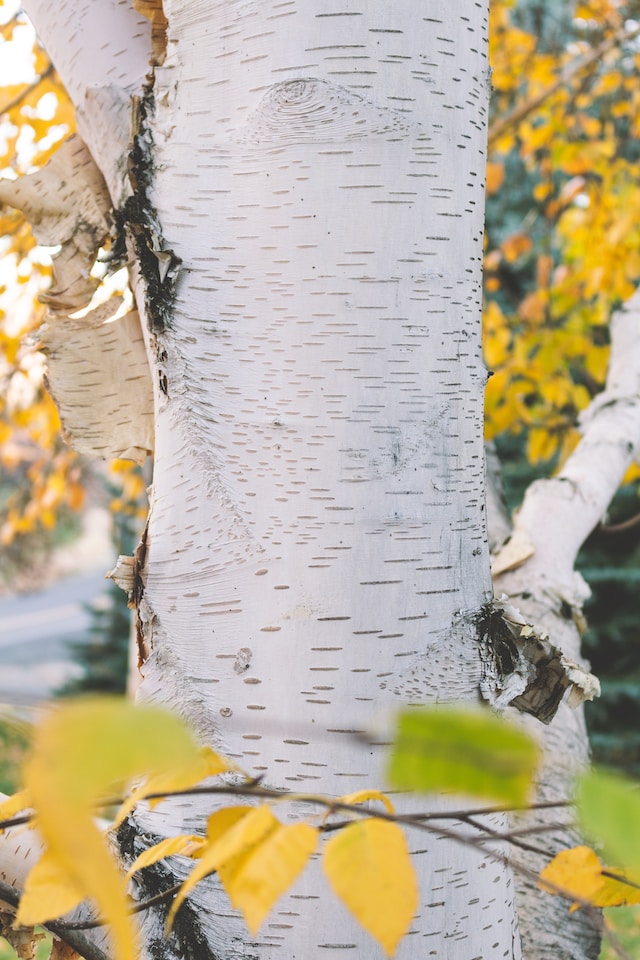 The trunk of a paper birch tree