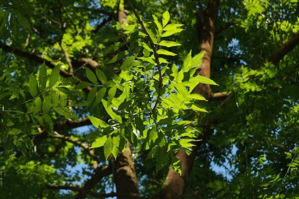 leaves