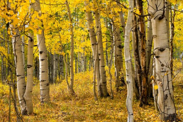 A grove of aspen trees.