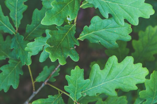 A cluster of oak leaves on a branch